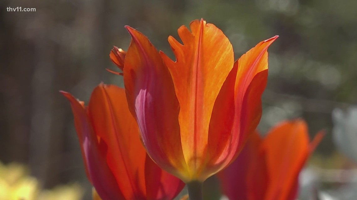 Tulip blooms bring crowds out to Garvan Gardens [Video]