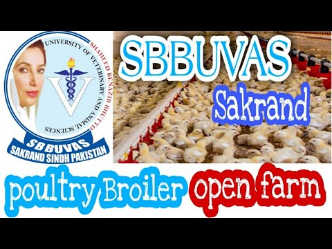 SBBUVAS Poultry Open farm. How to start a Poultry business in open farm? [Video]