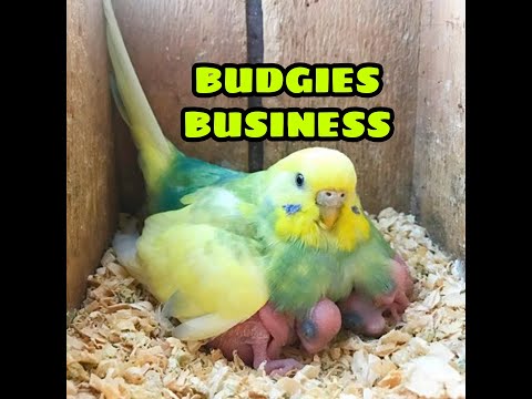 How to start a business of Australian parrots l [ Budgie business discussed in detail ] (2021) [Video]