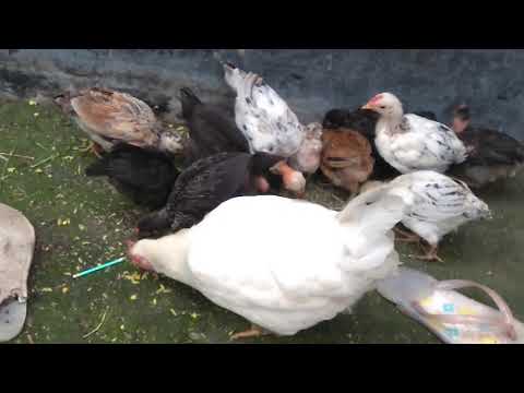 Duck Farming at Home | How to Start a Business Raising Ducks for Eggs [Video]