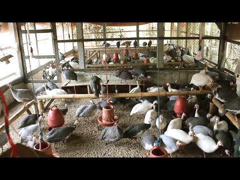 How to Start a Business Guinea Fowl Farming – Guinea Farm Business Idea Low Investment High Profit [Video]
