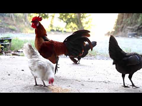 Hen, Home Business Ideas – Starting a Business Chicken Farm Free Range and Country Chicken Farming [Video]
