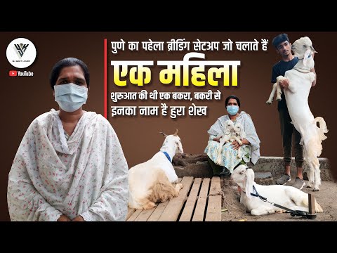 How to Start a Business Raising Goats for Women in the Home at Pune Hura Shaikh [Video]