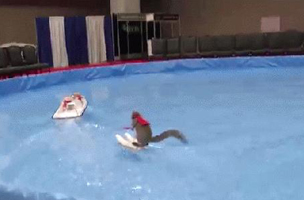 Twiggy the Waterskiing Squirrel Proves Love of Water Sports, Pees on Reporter [Video]