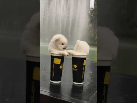 How To Start A Business With Only Lovely Pets #Shorts [Video]