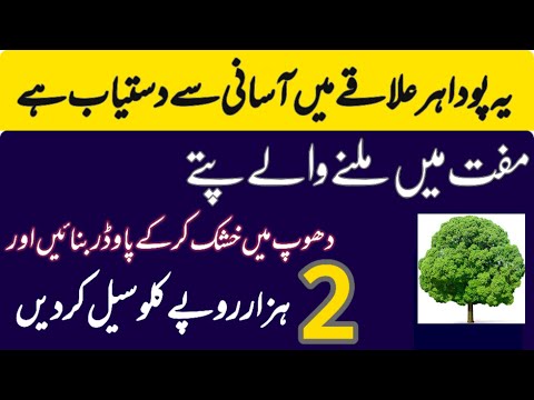 How to start a neem leaf powder making and selling business | business idea | zain business vlogs [Video]
