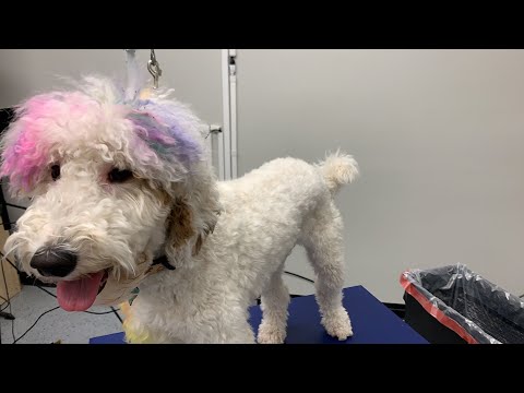 How to shave a Goldendoodle [Video]