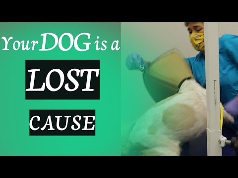 Your Dog Is A Lost Cause Get Him Outta Here [Video]