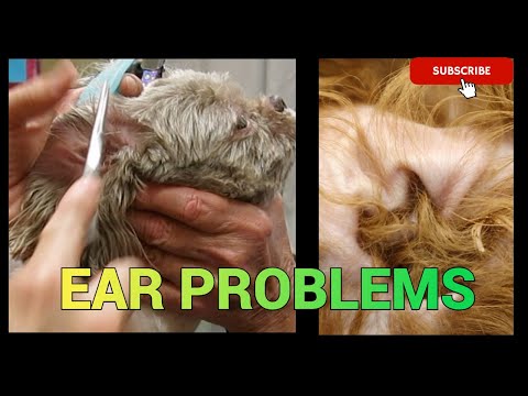 Who Pulls the Dog Ear Hair Out [Video]