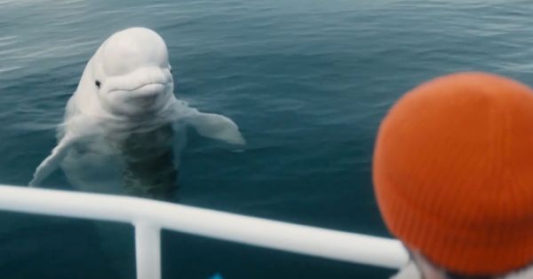 NerdWallet’s Super Bowl Teaser Stars a Chatty Beluga Whale [Video]